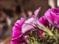 Fiori-Padernello